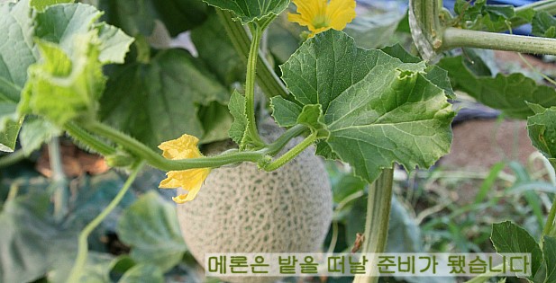 메론