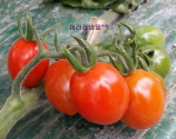 담양의 아라리방울토마토 상품이미지